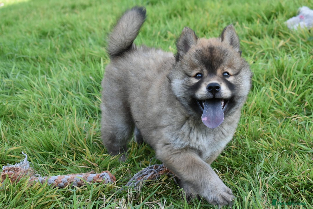 Chow Chow dogs for sale: Genuine Teddy Bear Chowski Puppies - Image 8