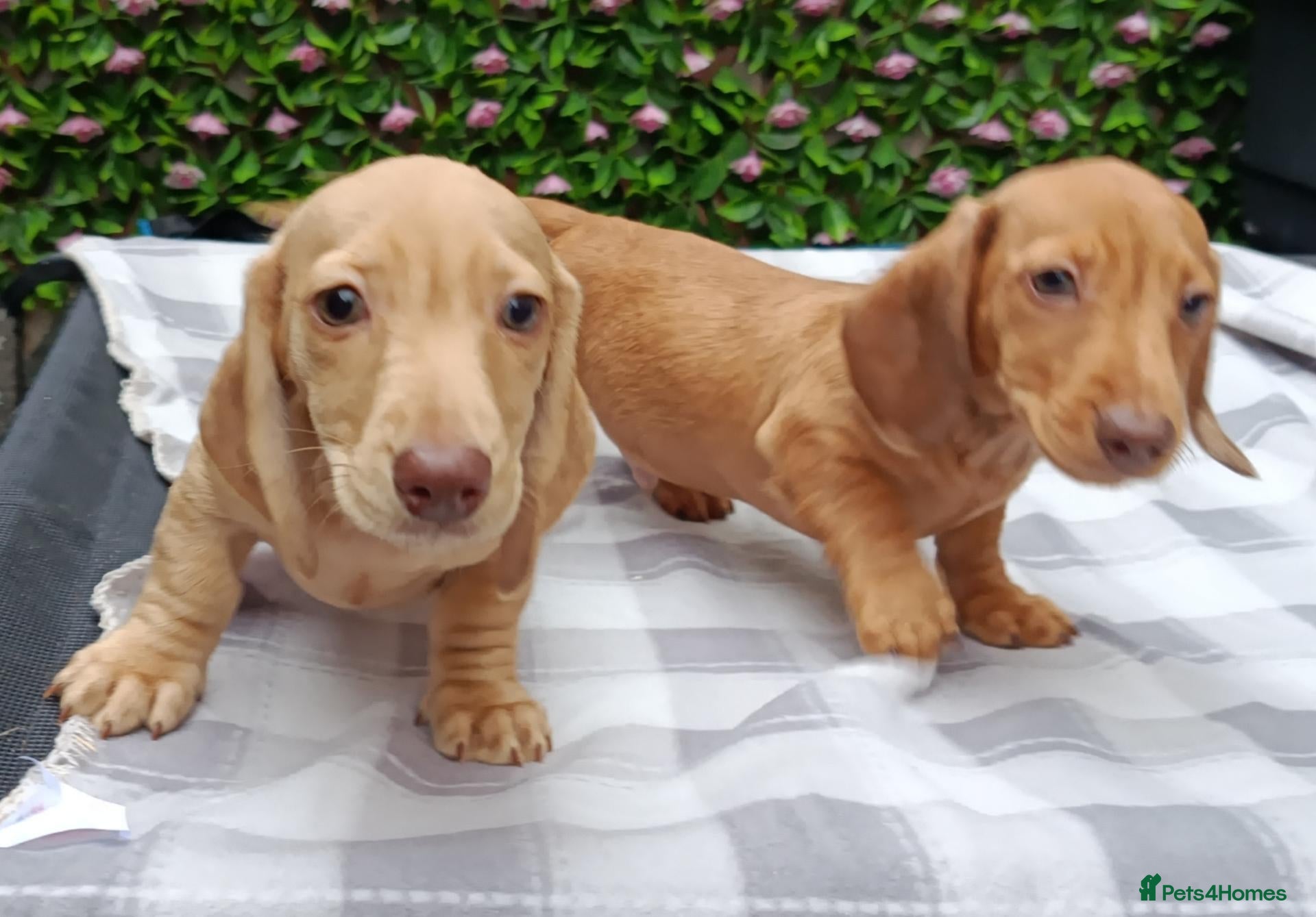 Miniature Dachshund dogs for sale: READY NOW MINI DAXI KC REG PRA CLEAR - Advert 1