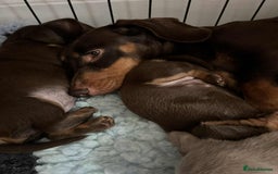 Miniature Dachshund dogs for sale: miniature dachshund issabella/chocolate puppies - Image 7