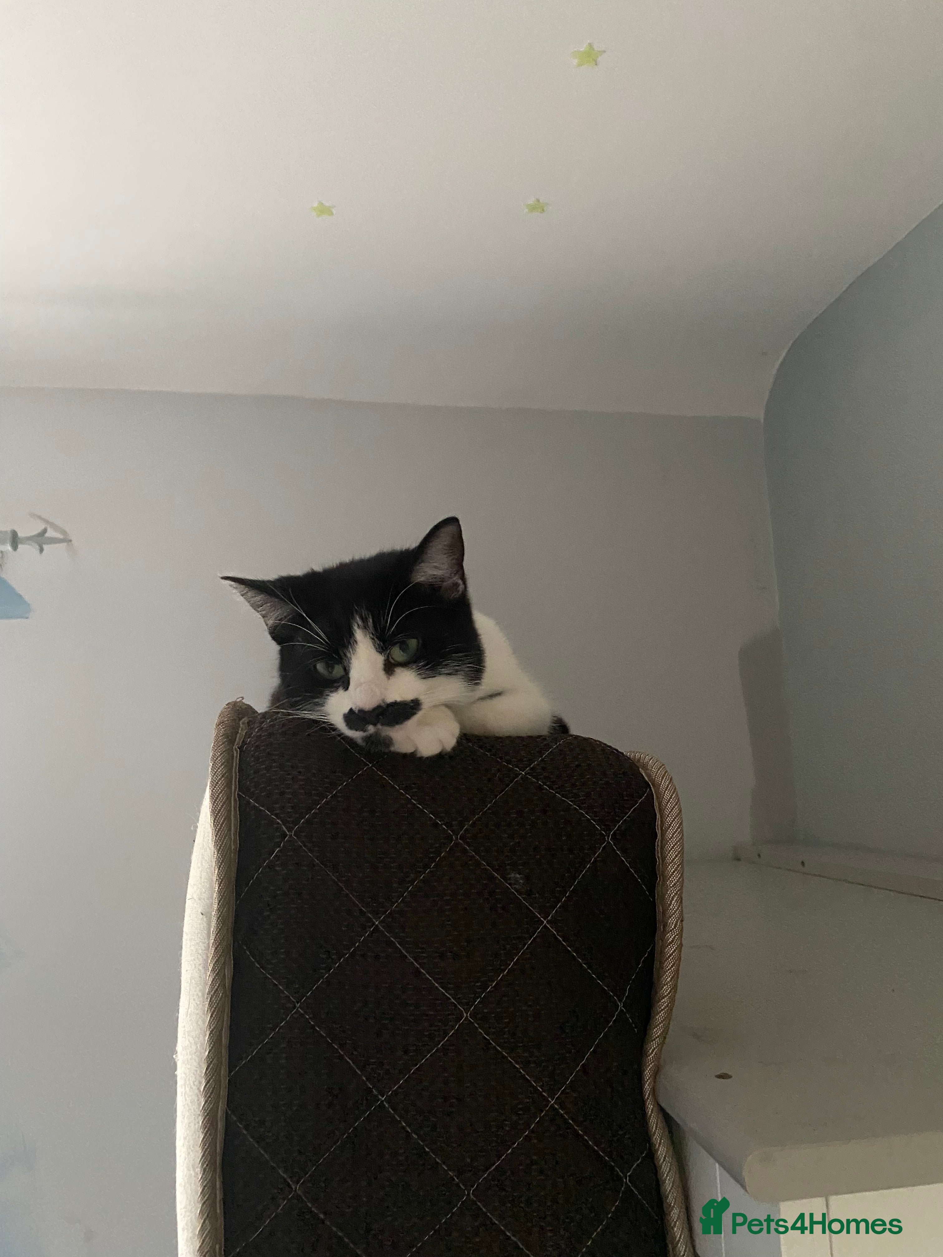 British Shorthair cats Female non neautered shorthair - Advert 7