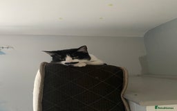 British Shorthair cats for sale: Female non neautered shorthair - Advert 1