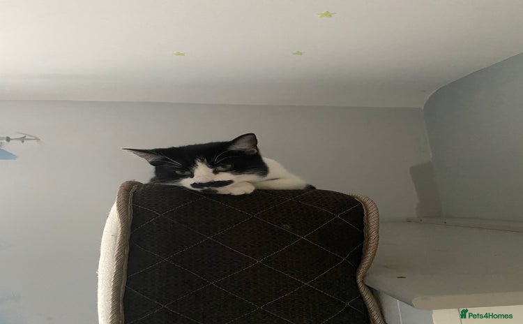 British Shorthair cats Female non neautered shorthair - Advert 1