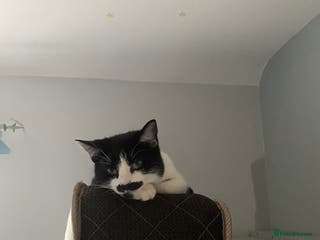 British Shorthair cats Female non neautered shorthair - Advert 15