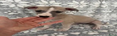 Whippet 5