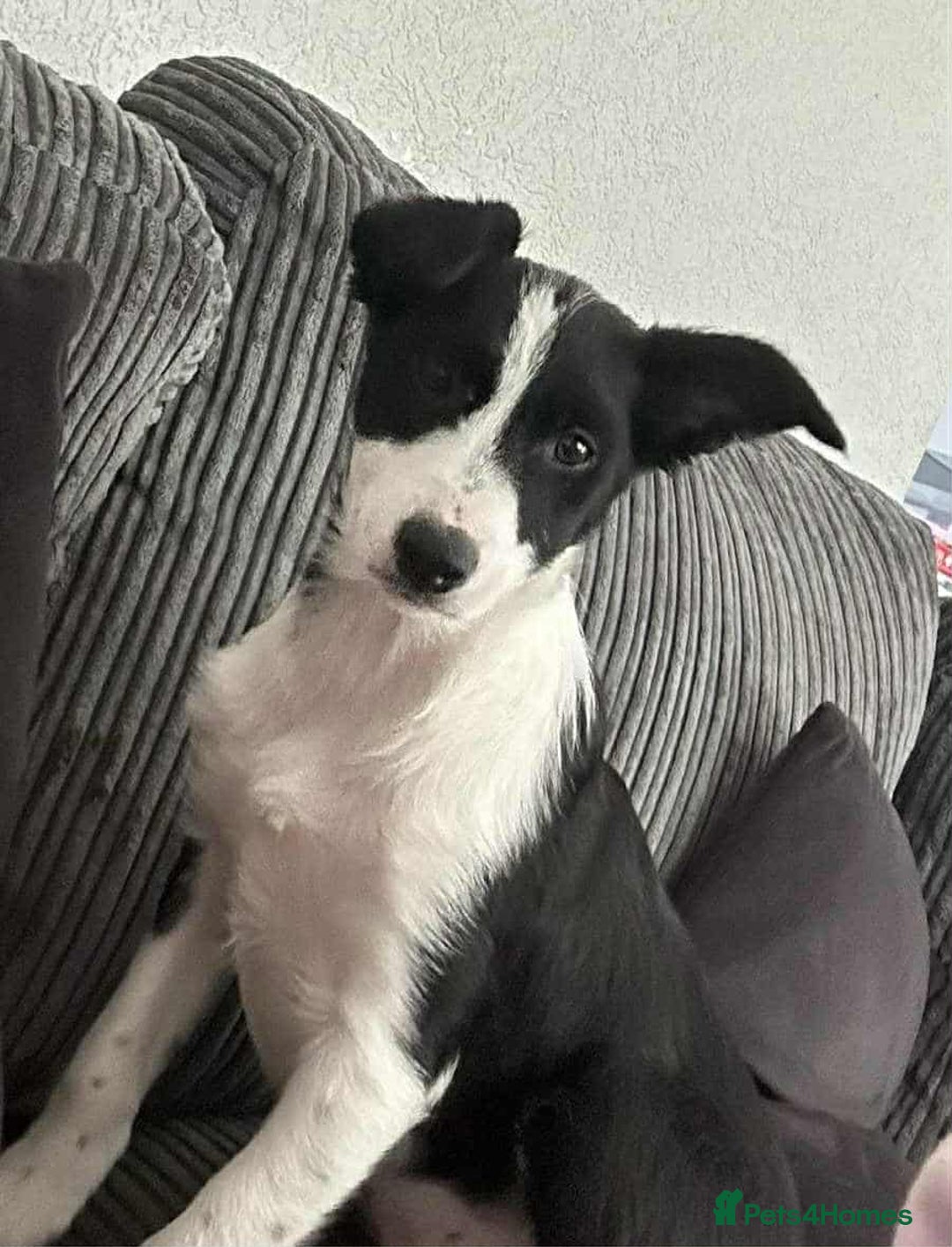 Border Collie dogs for sale: Lovely 6 months border collie - Image 1