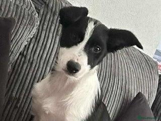 Border Collie dogs - Advert 22