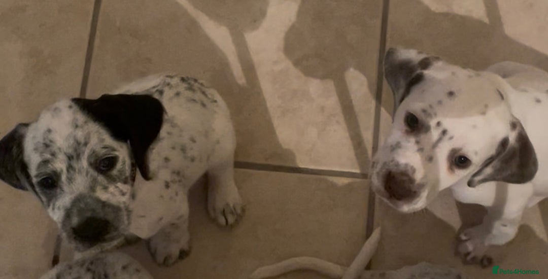 Mixed Breed dogs for sale:  Dalmaspoodles! Dalmation X springer/poodle pups - Image 33
