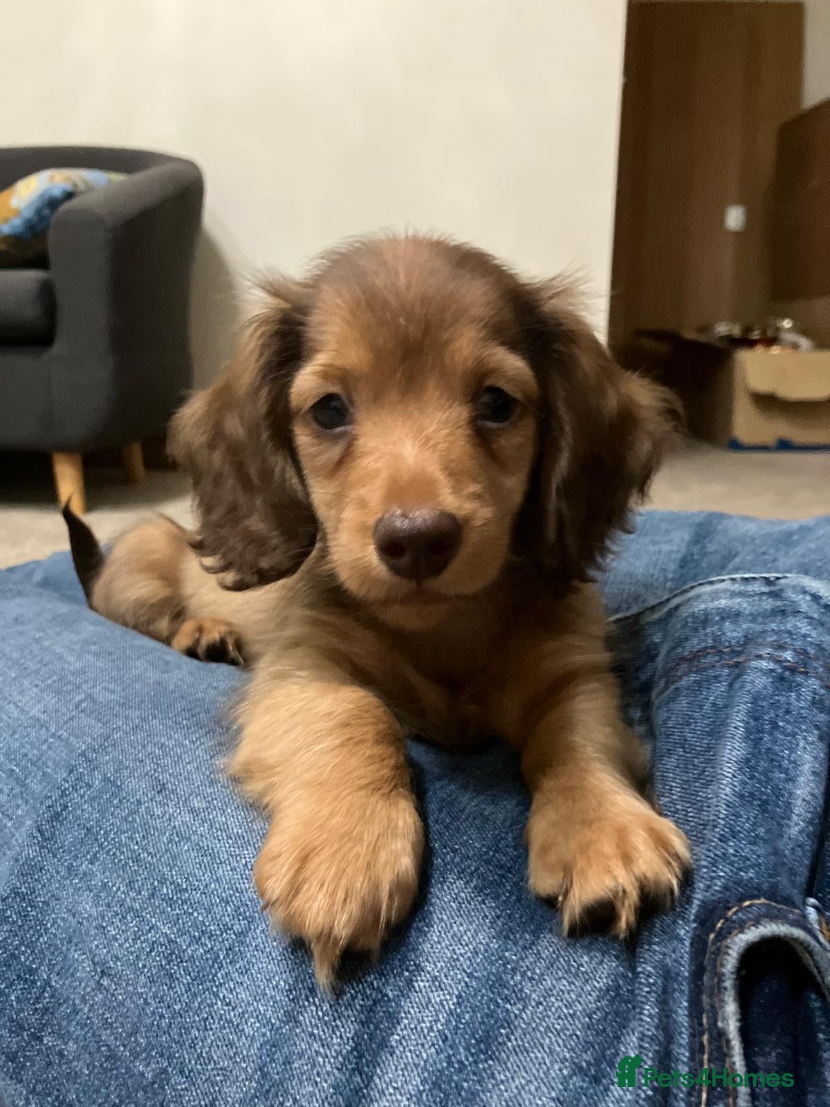 Miniature Dachshund dogs Shaded Boy Champion Long hair mini dachshund  - Advert 1