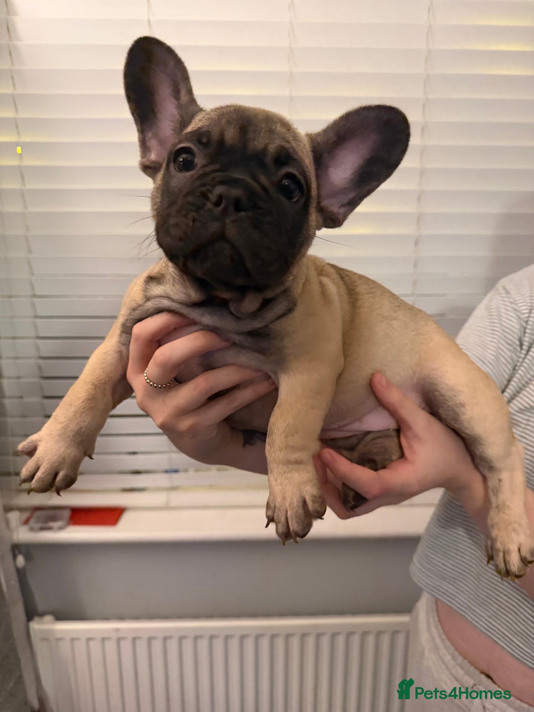 French Bulldog dogs for sale: 3 beautiful frenchie puppies - Advert 3