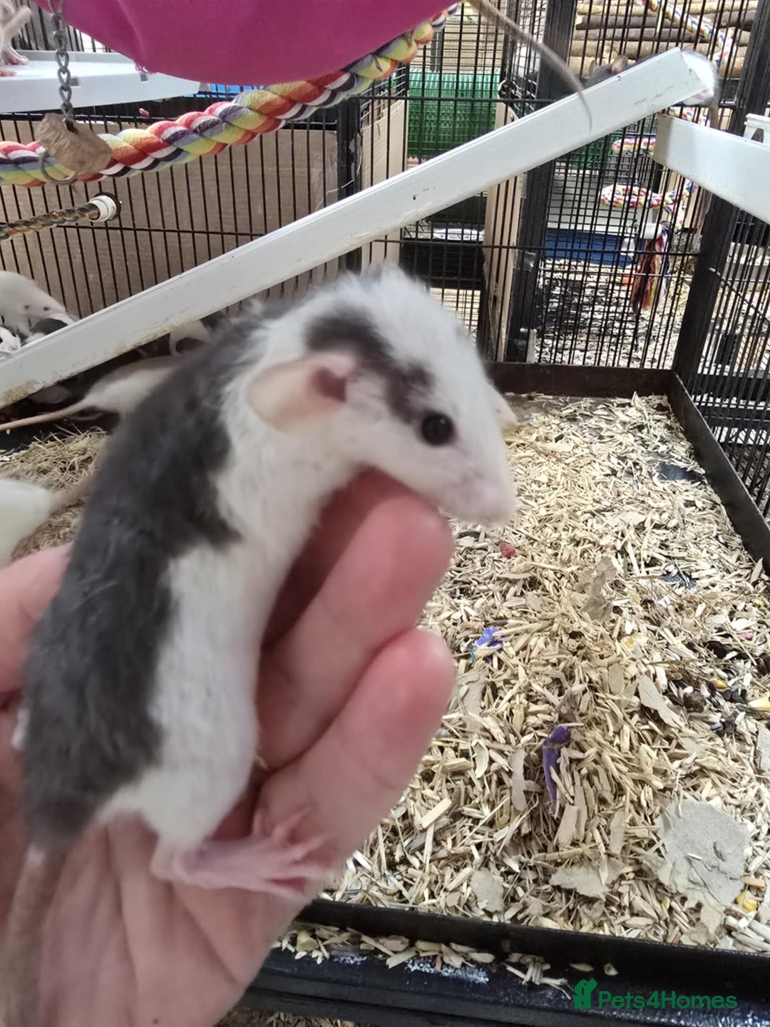 Rat rodents for sale: Babies rats, rex, dumbos and fancy - Image 16