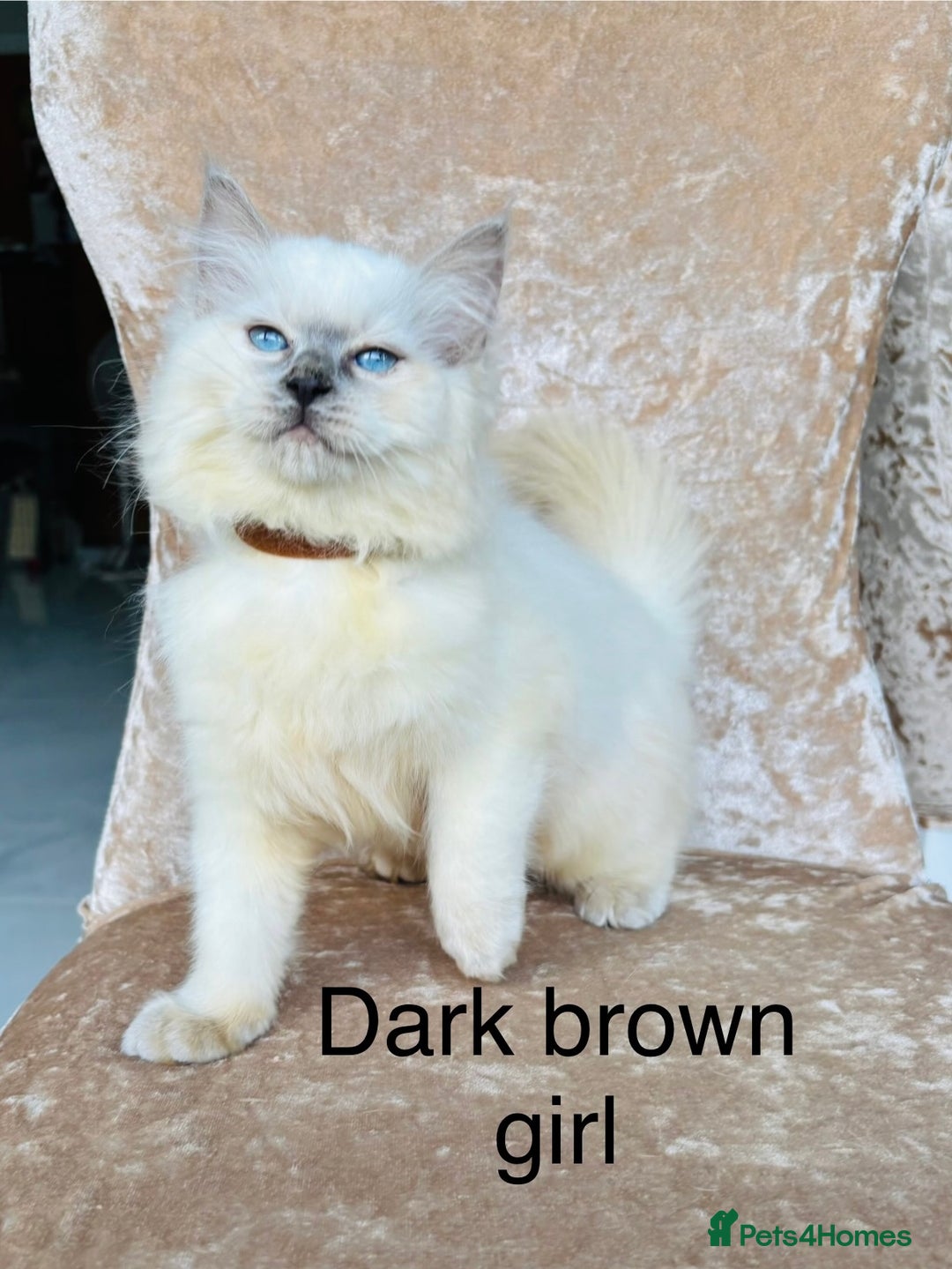 Ragdoll cats for sale: Beautiful ragdoll kittens  - Advert 12