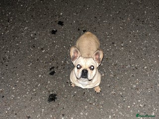 French Bulldog dogs French bulldog girl pink Carrier - Advert 1