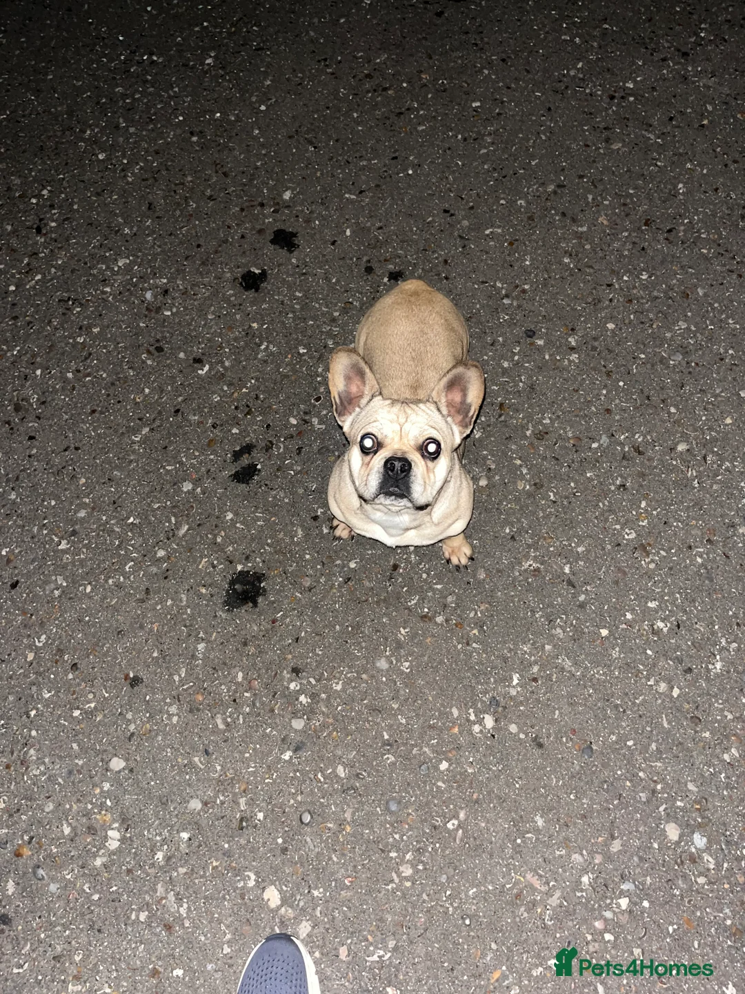 French Bulldog dogs for sale: French bulldog girl pink Carrier  - Advert 1