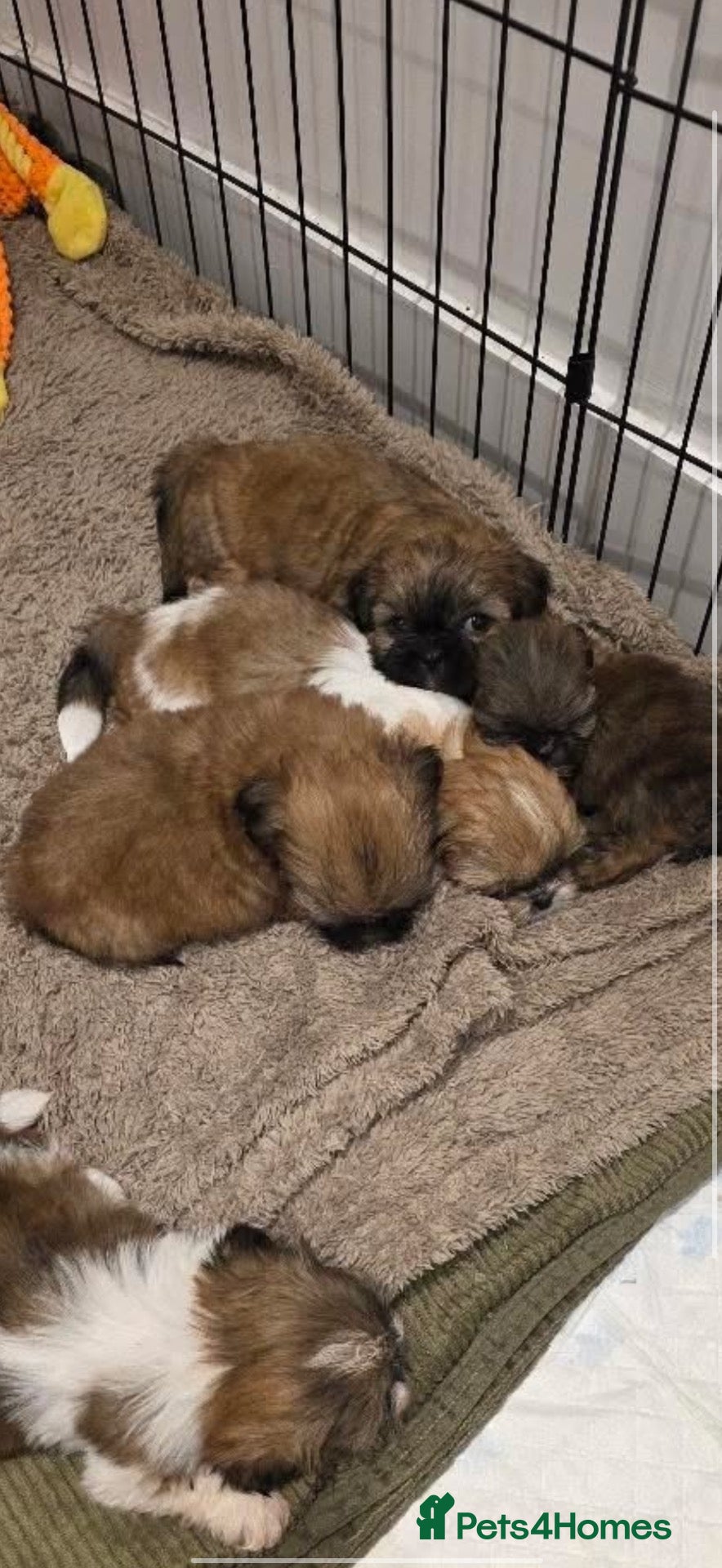 Shih Tzu dogs 💖 2 Shih tzu girls ! - Advert 1