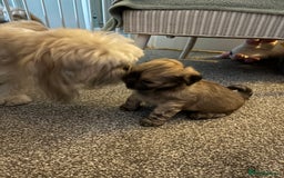 Lhasa Apso dogs for sale: male puppy - Image 2