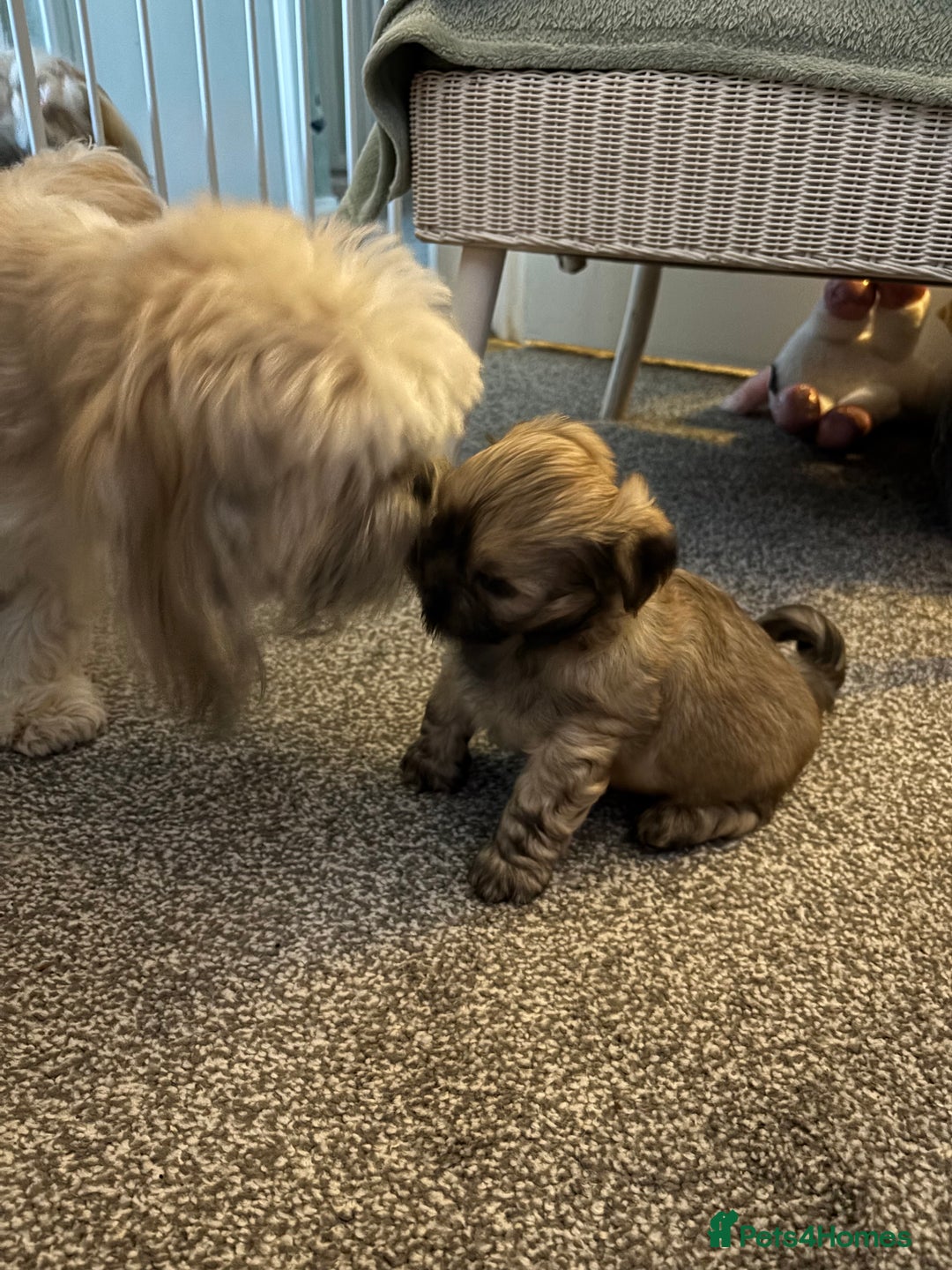 Lhasa Apso dogs for sale: male puppy - Image 2
