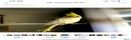 Cockatiels birds for sale: Two Lovely Cockatiels  in London - Advert 3