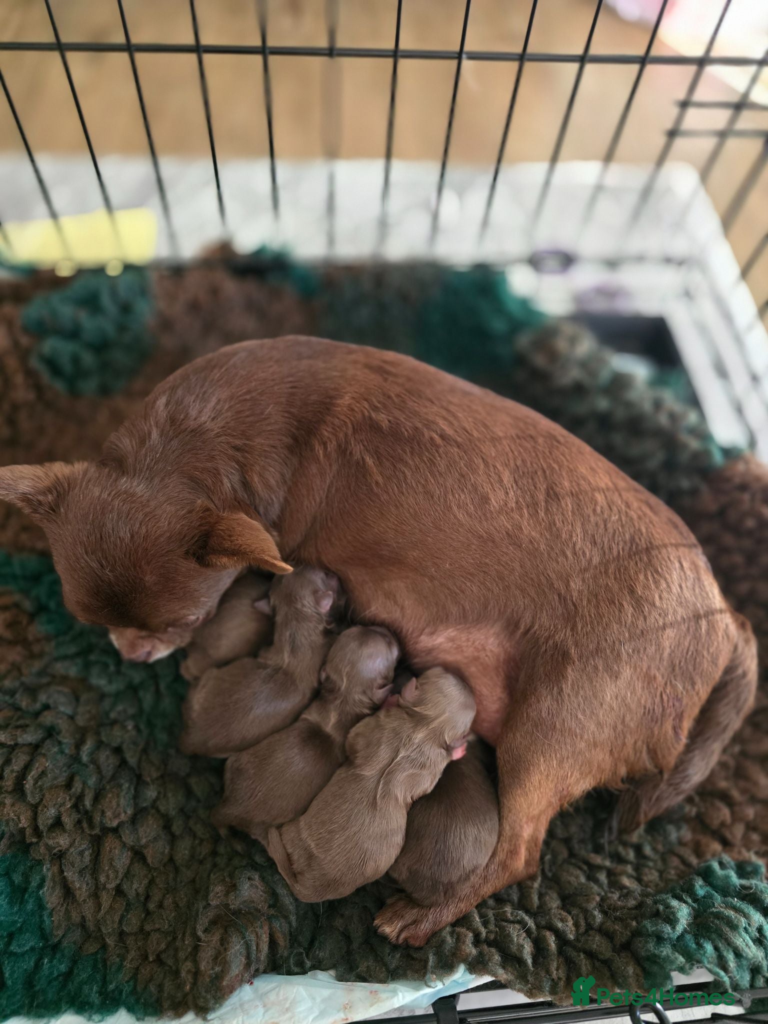Chihuahua dogs Xx stunning Quality Kc chocolate litter Xx - Advert 1
