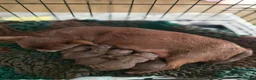 Chihuahua dogs for sale: Xx stunning Quality Kc chocolate litter Xx - Advert 20