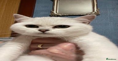 British Shorthair cats - Advert 9