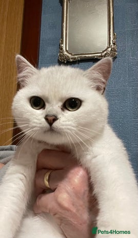 British Shorthair cats BSH Black Tipped GCCF Reg Kittens - Advert 11