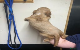 Cocker Spaniel dogs for sale: Orange Roan Girls - Image 4