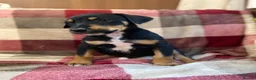 Mixed Breed dogs for sale: 🐾 STUNNING DOBERMAN × LURCHER PUPPIES 🐾 - Advert 13