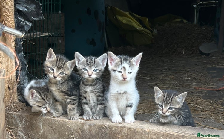 British Shorthair cats - Advert 4