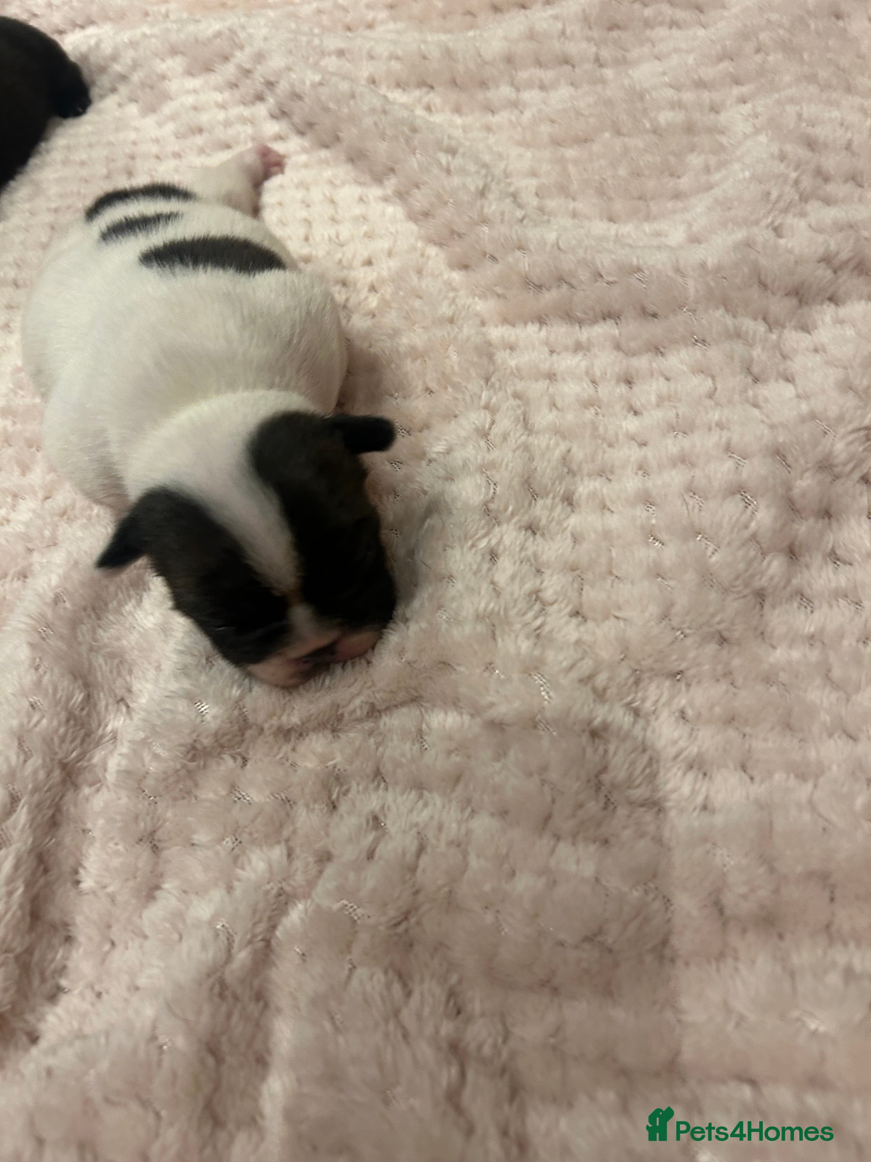 French Bulldog dogs French bulldogs ready for 12 January  - Advert 3