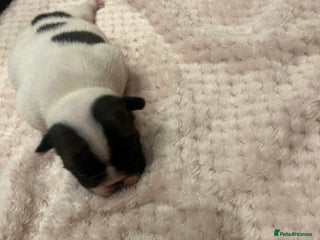 French Bulldog dogs French bulldogs puppies - Advert 2