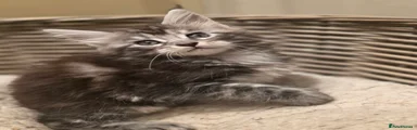 Maine Coon Kitten 1