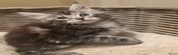 Maine Coon cats for sale: 🐾 Beautiful GCCF Registered Pedigree Kittens 🐾 - Advert 17