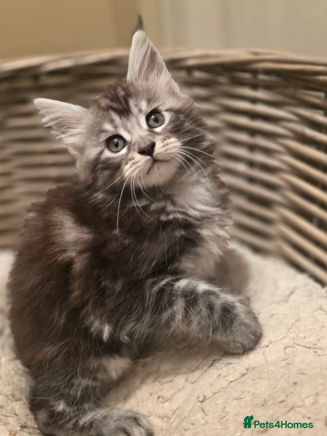 Maine Coon cats for sale: 🐾 Beautiful GCCF Registered Pedigree Kittens 🐾 - Advert 17