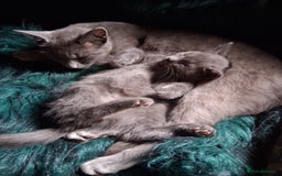 Mixed Breed cats for sale: UNIQUE SILVER/BLUE BENGAL X RUSSIAN BLUE KITTENS  - Image 16
