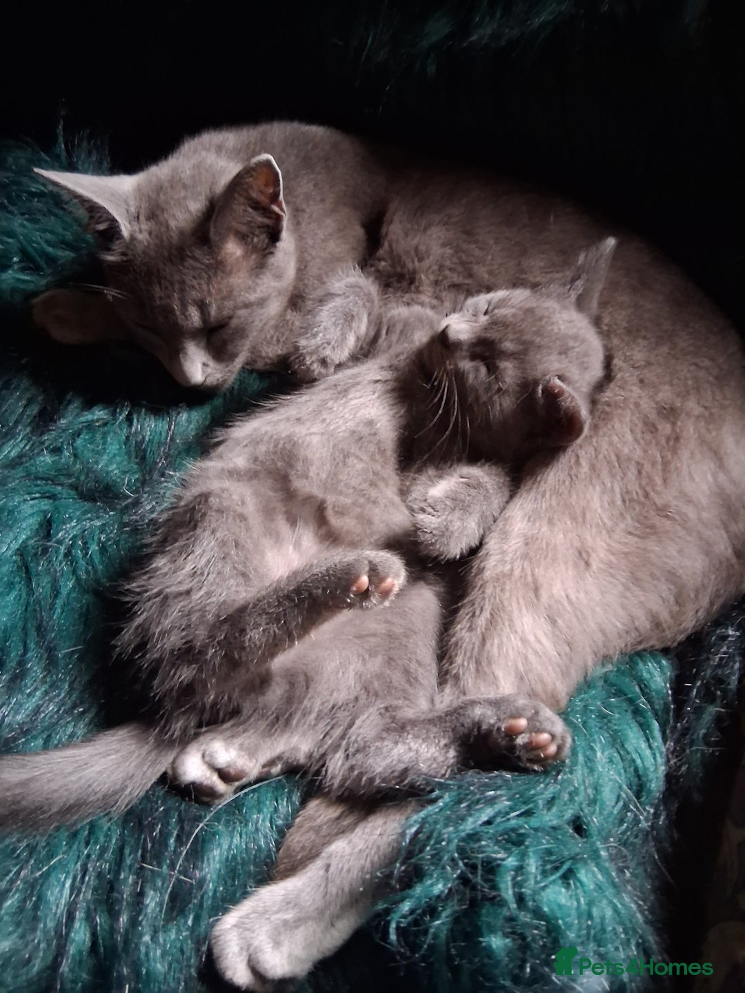 Mixed Breed cats for sale: UNIQUE SILVER/BLUE BENGAL X RUSSIAN BLUE KITTENS  - Image 16