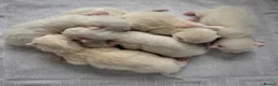 Ragdoll cats for sale: Rare Flame Lynx Ragdoll Kittens excellent Quality  - Advert 7