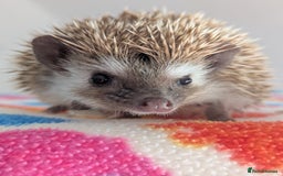 Pygmy Hedgehog rodents for sale: Gorgeous Hoglets!! AVAILABLE/REDUCED!!!! - Image 6