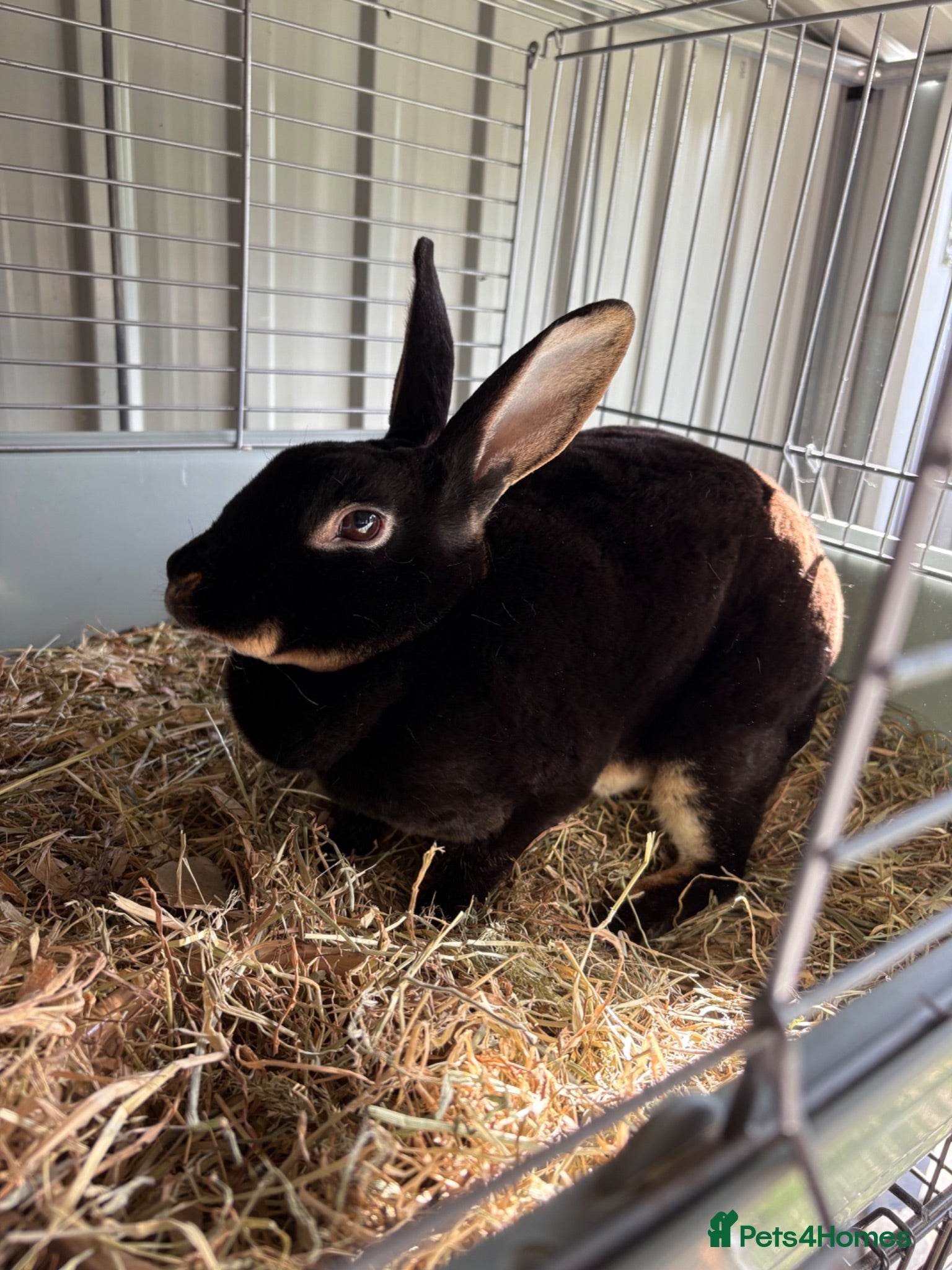 Rex rabbits Mini  doe/pair - Advert 1