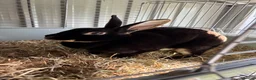 Rex rabbits for sale: Mini  doe/pair - Advert 1