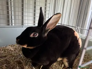 Rex rabbits Mini rex doe/pair - Advert 7