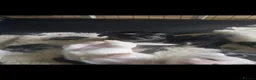 Yochon dogs for sale: Beautiful yochon puppies for sale in Rickmansworth - Advert 10