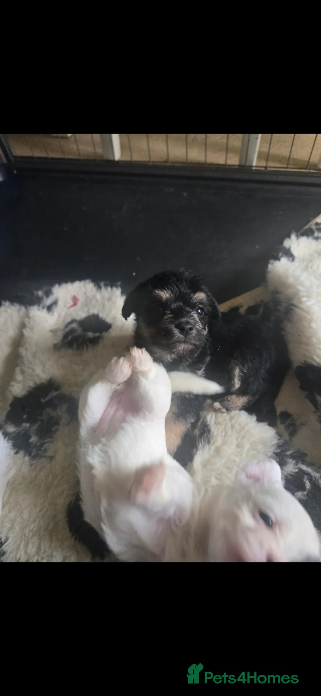 Yochon dogs for sale: Beautiful yochon puppies for sale in Rickmansworth - Advert 10