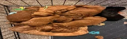 Cockapoo dogs for sale: Beautiful Cockapoo Puppies - litter of 9. in Washington - Advert 4