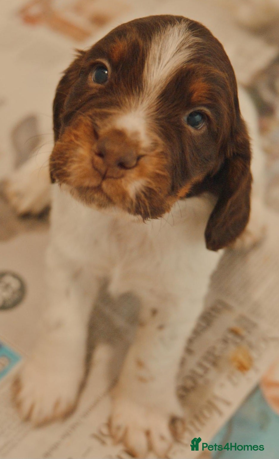 Cocker Spaniel dogs Stunning KC Reg Working Cocker Spaniel puppies - Advert 2