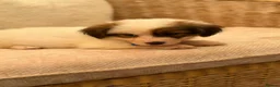 Shih Tzu dogs for sale: Shih tzu  - Advert 21