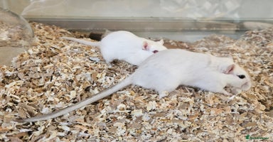 Gerbil rodents for sale - Advert 12
