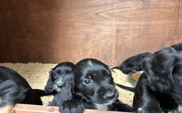 Cockapoo dogs for sale: Miniature f1b cockerpoos - Image 5