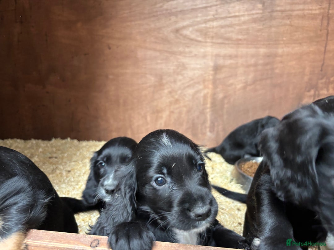 Cockapoo dogs for sale: Miniature f1b cockerpoos - Image 5