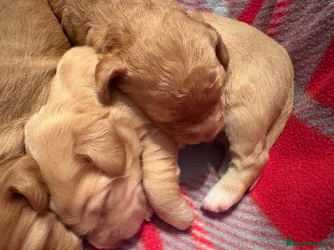 Cockapoo dogs for sale: F1B Cockerpoo puppies looking for new homes - Image 6