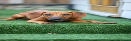 Mixed Breed dogs for adoption: Handsome Henry - Advert 23